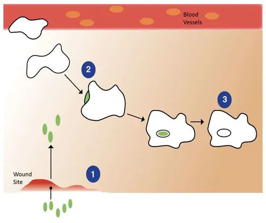 Hypochlorous is Nature’s Perfect Germ Killer